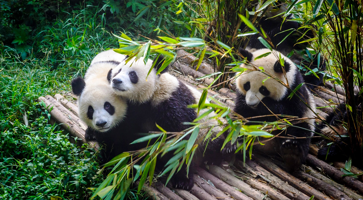 Chengdu